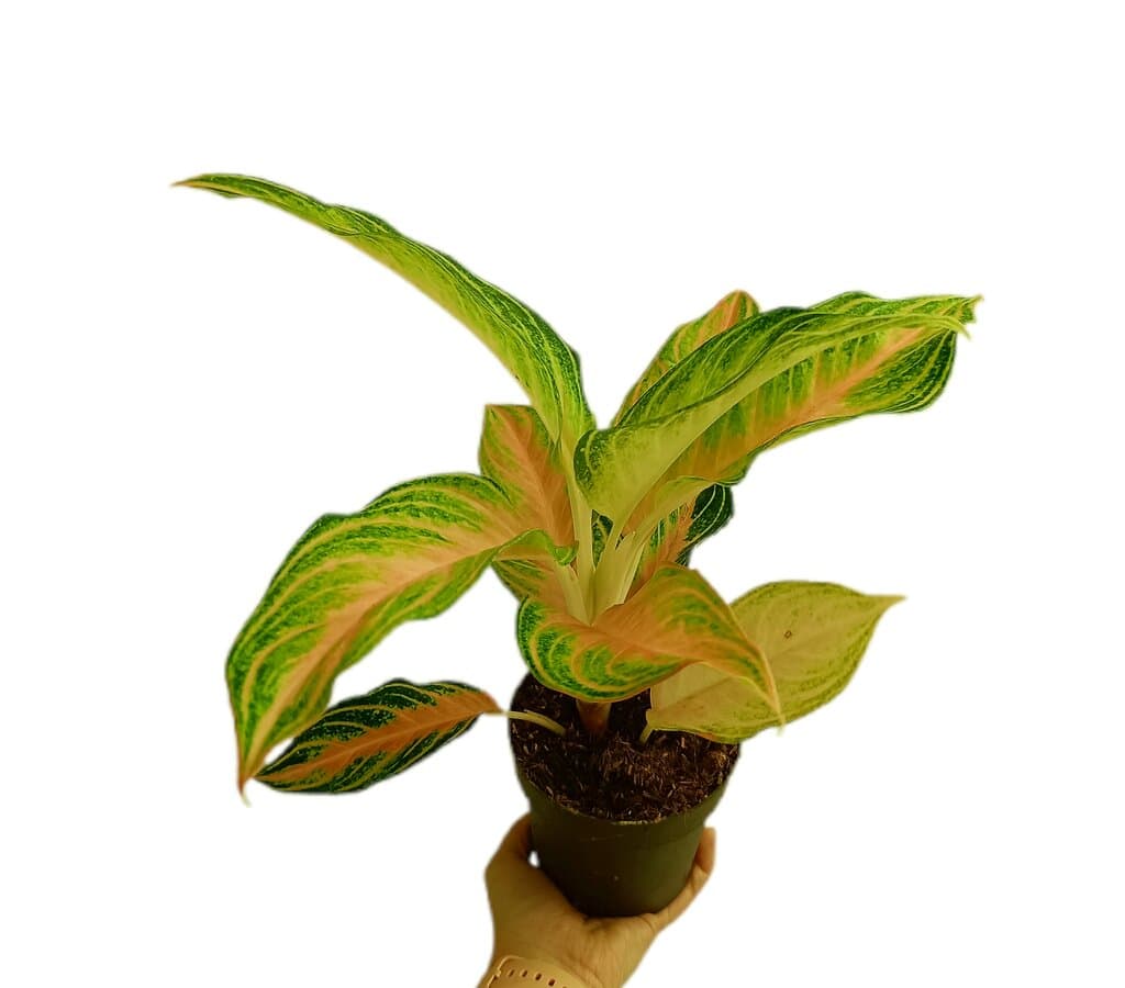 Aglaonema Eyecatcher M12