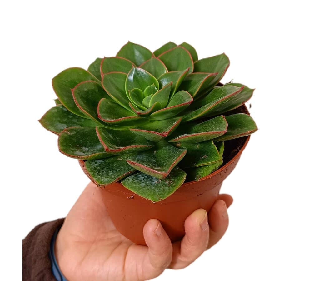 Echeveria Blue Prince M13_0