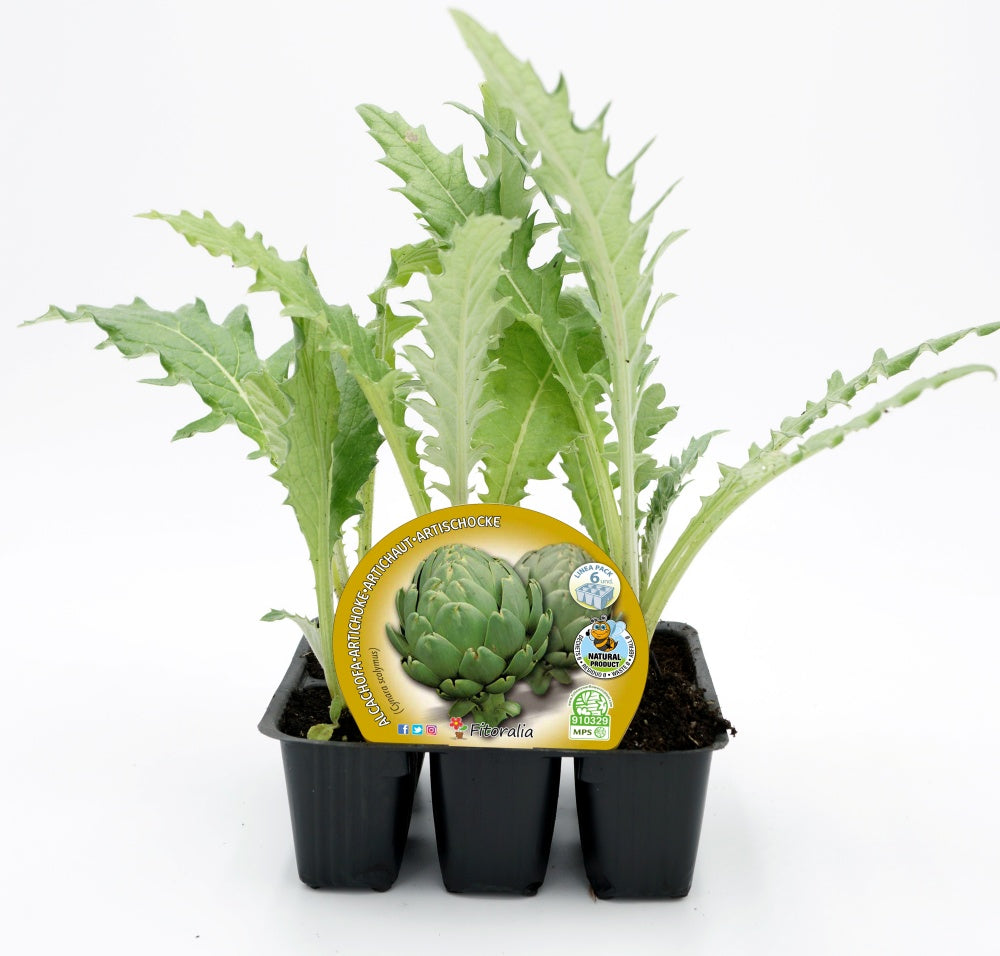 Pack Plantones Alcachofa 6 Ud. Natural - Fitoralia