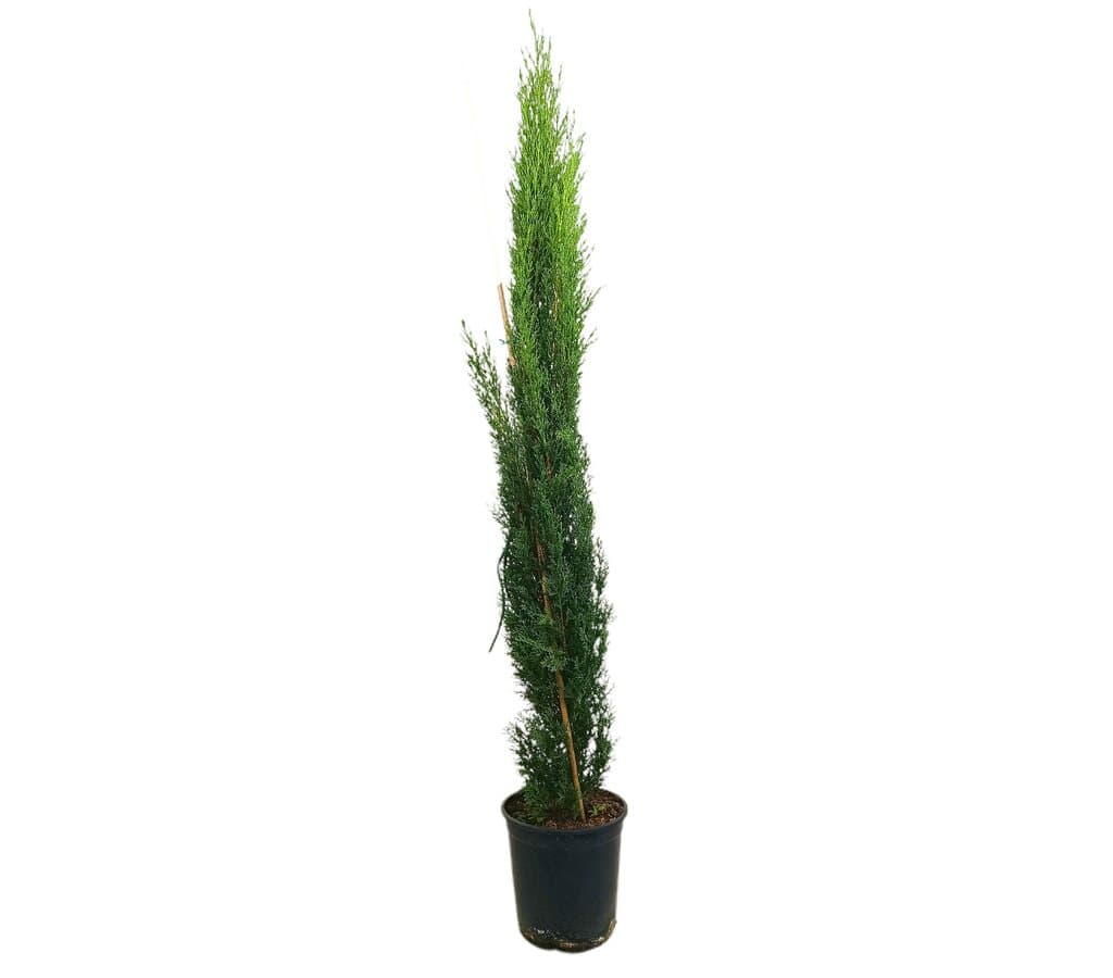 Cupressus Tottem M20 100-120cm_0