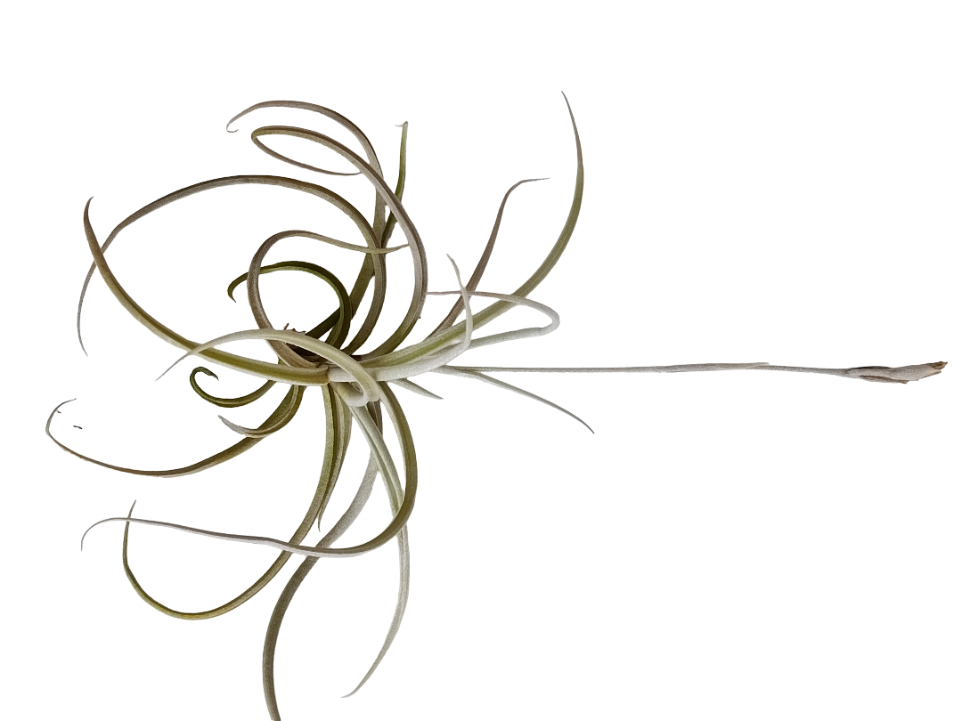 Tillandsia Caliginosa Planta Natural Clavel Del Aire 5-7 Cms_0