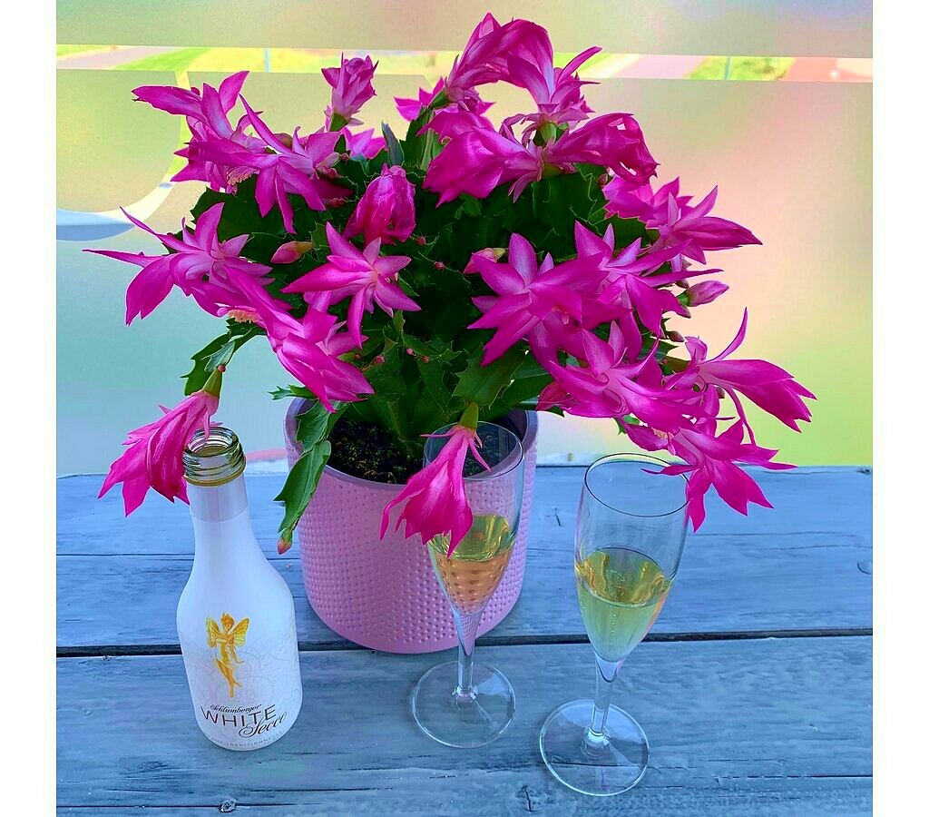 Schlumbergia M13 25cm (cactus De Navidad)