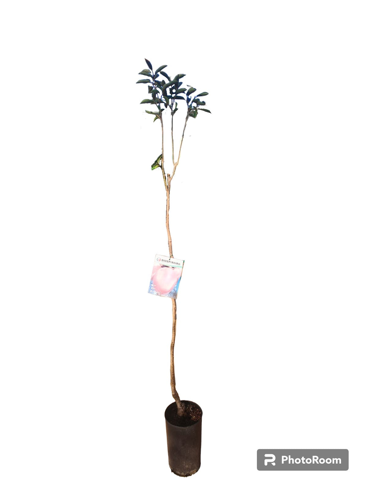 Kaki Rojo Brillante Maceta_0