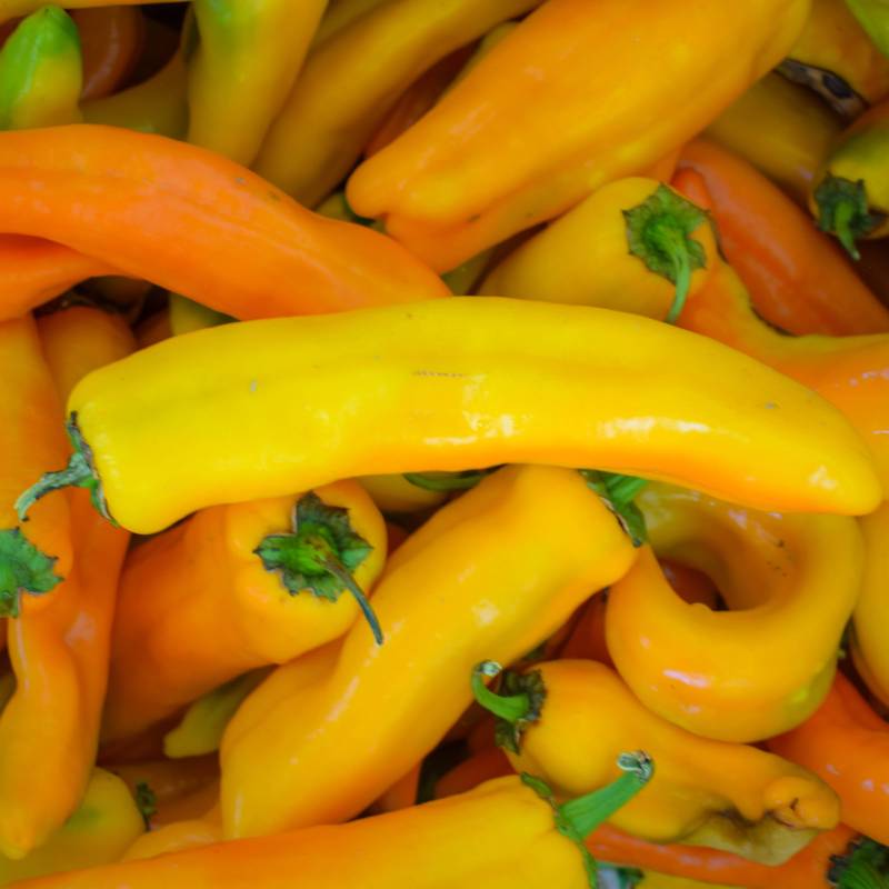 Semillas De Pimiento Corno Di Toro Giallo Ecológicas_0