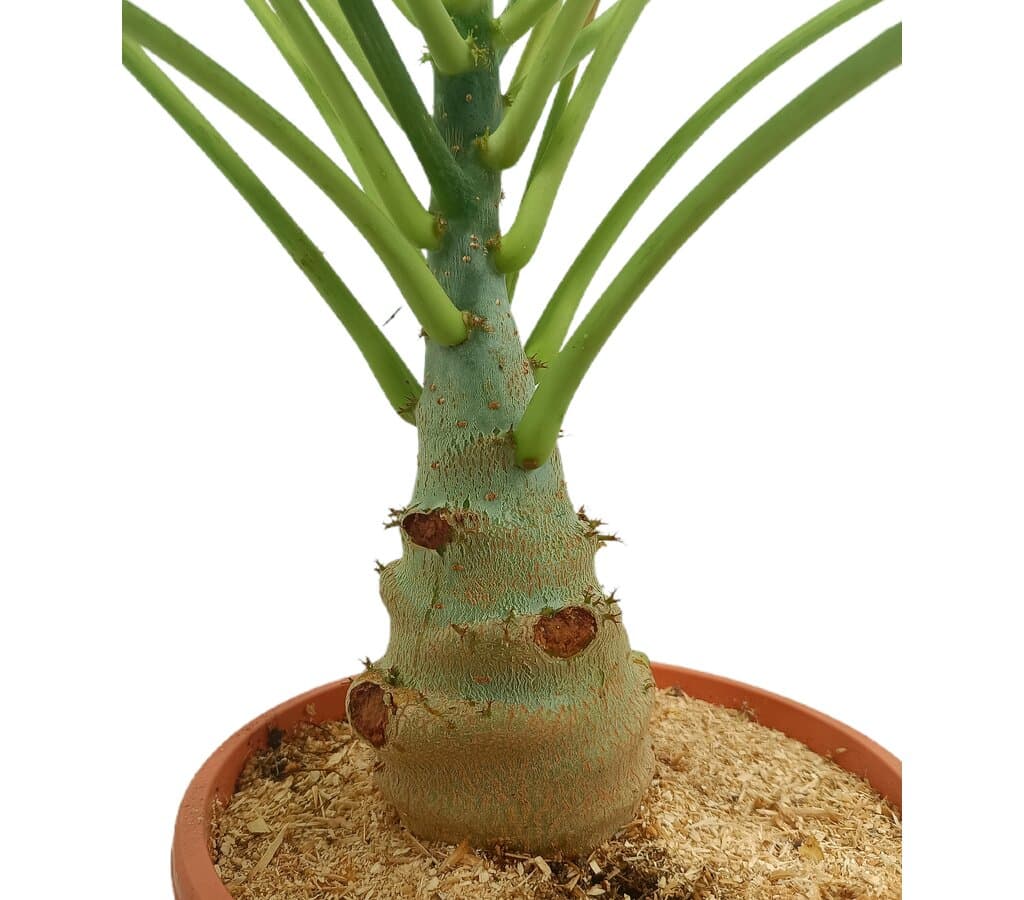 Jatropha Podagrica M25 60cm