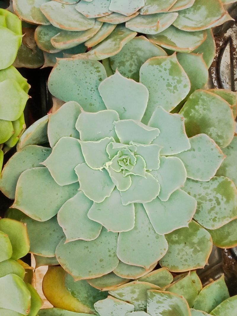 Suculentas Y Cactus Variedad #41 Planta Sin Id