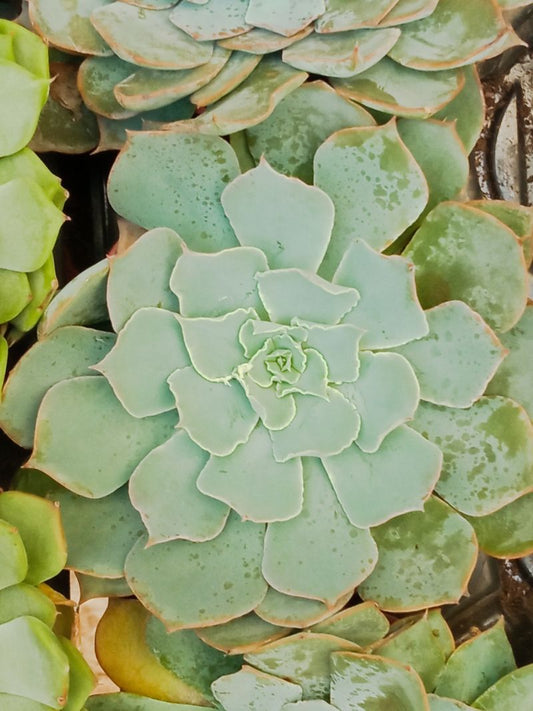 Suculentas Y Cactus Variedad #41 Planta Sin Id