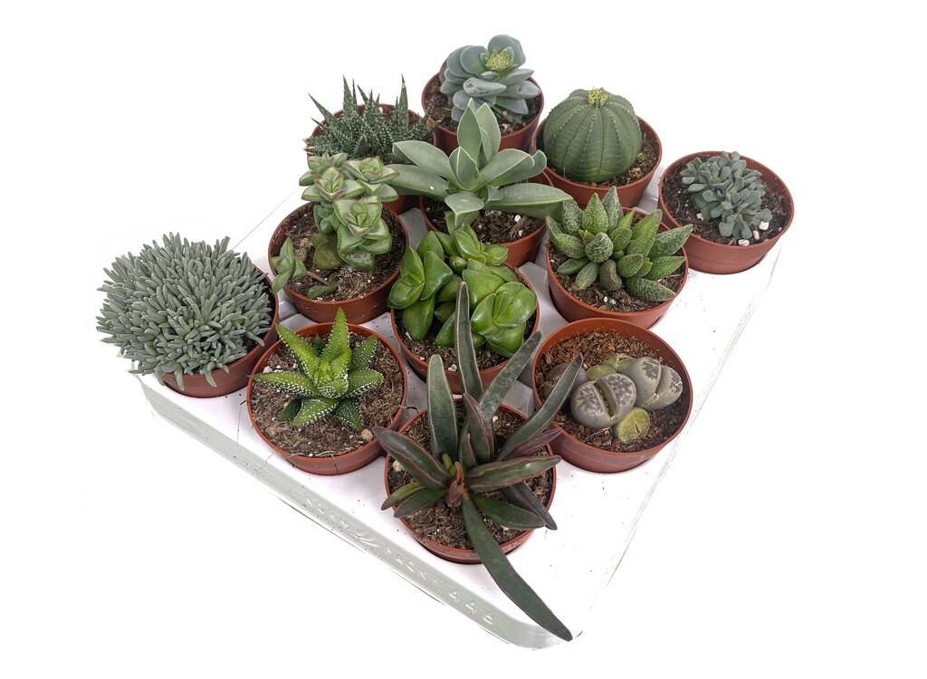 Suculentas De Coleccion 12 Unidades (planta Crasa)_0
