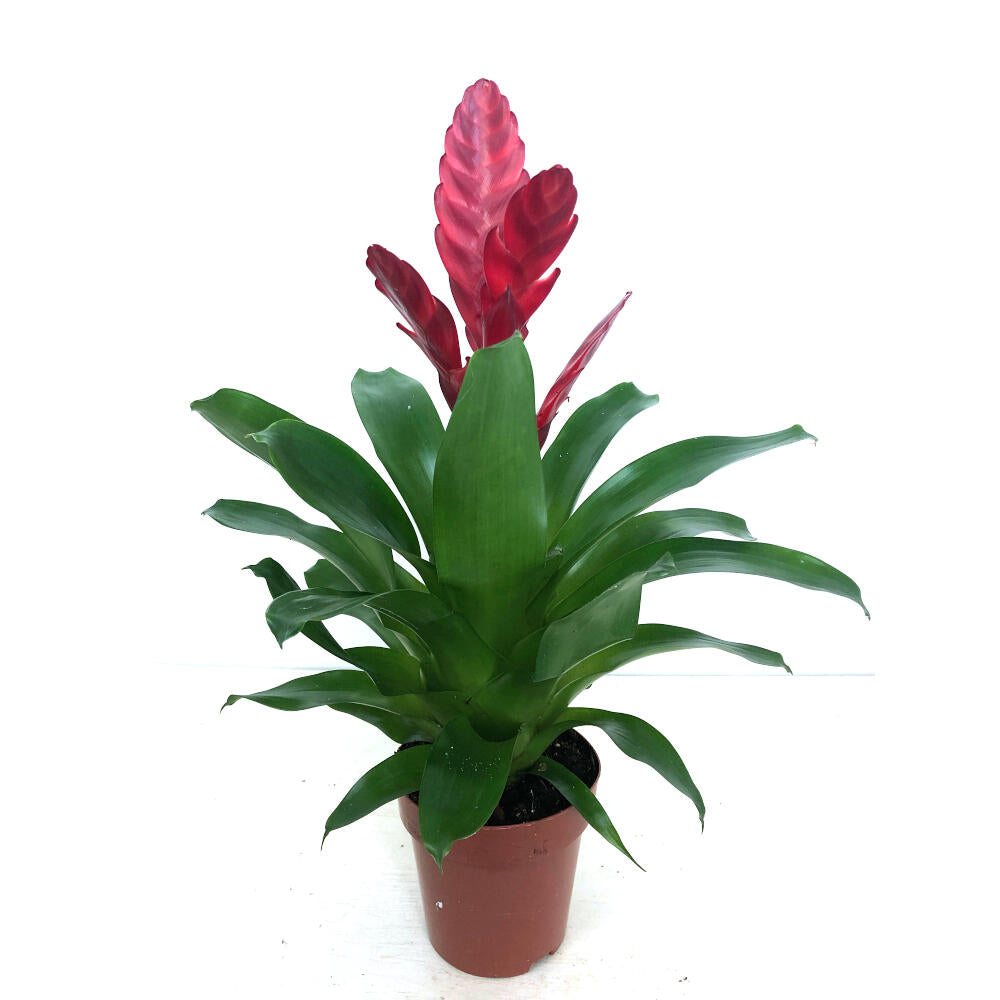 Vriesea Variada M12 45cm_4