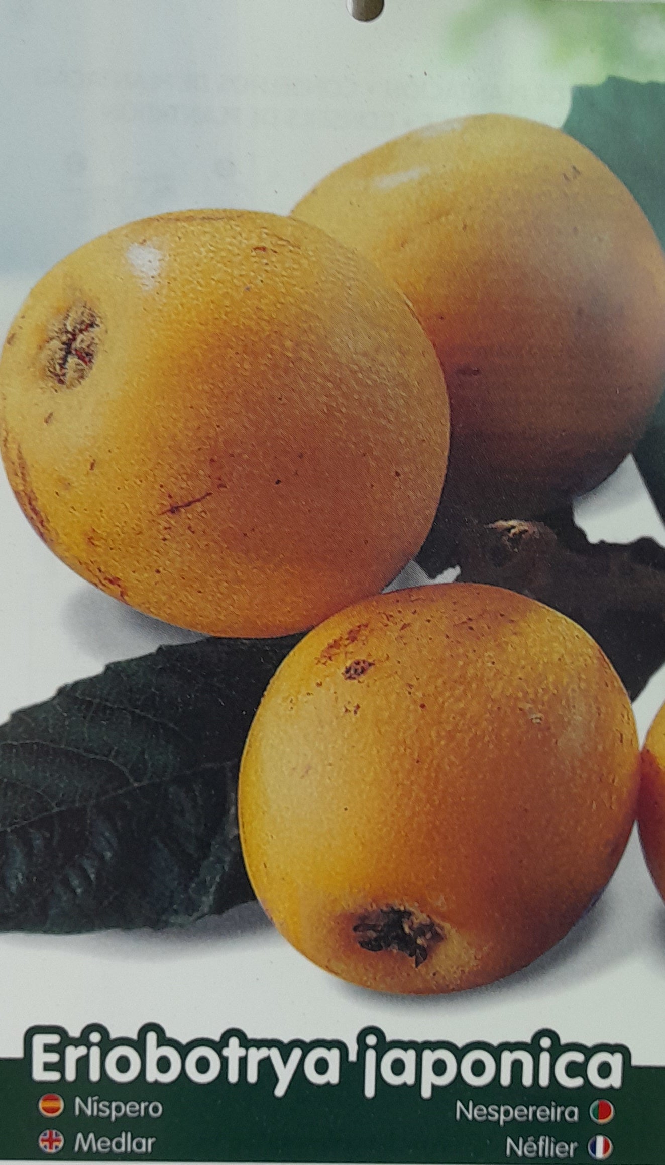 Nispero Argelino M25