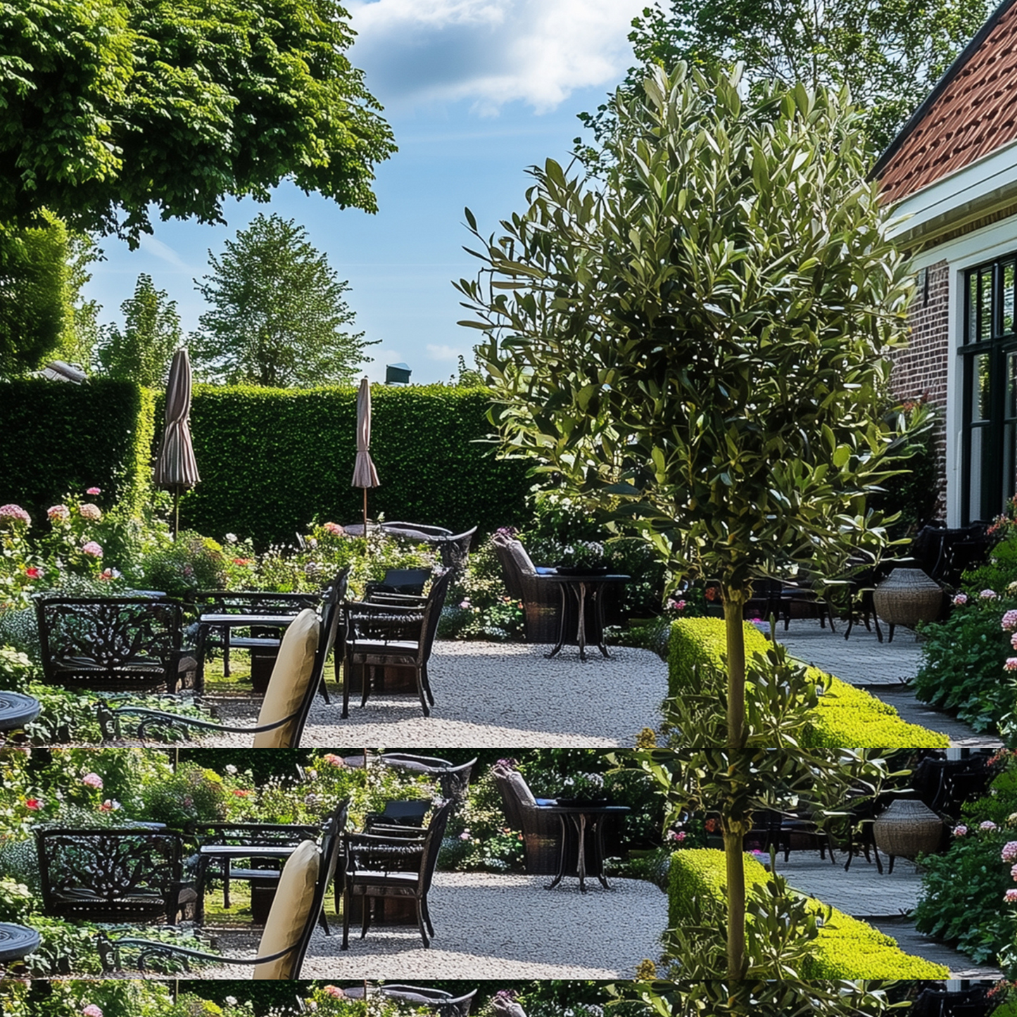 Olivo - Olea Europaea - Altura 155-170cm - ⌀19cm