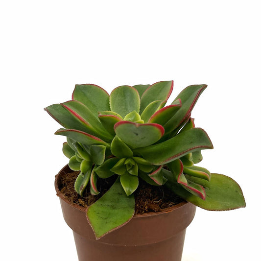 Aeonium haworthii kiwi Cactus Y Suculentas