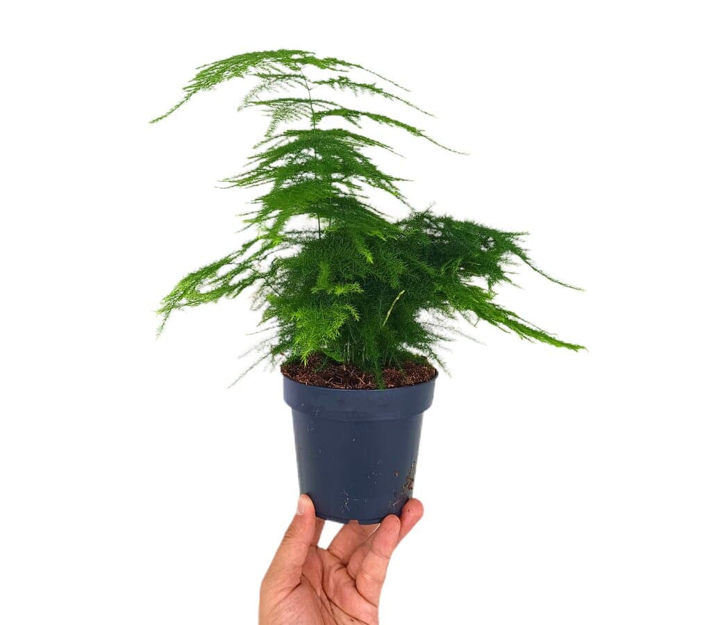 Asparagus Setaceus Plumoso M12 (esparraguera)_0