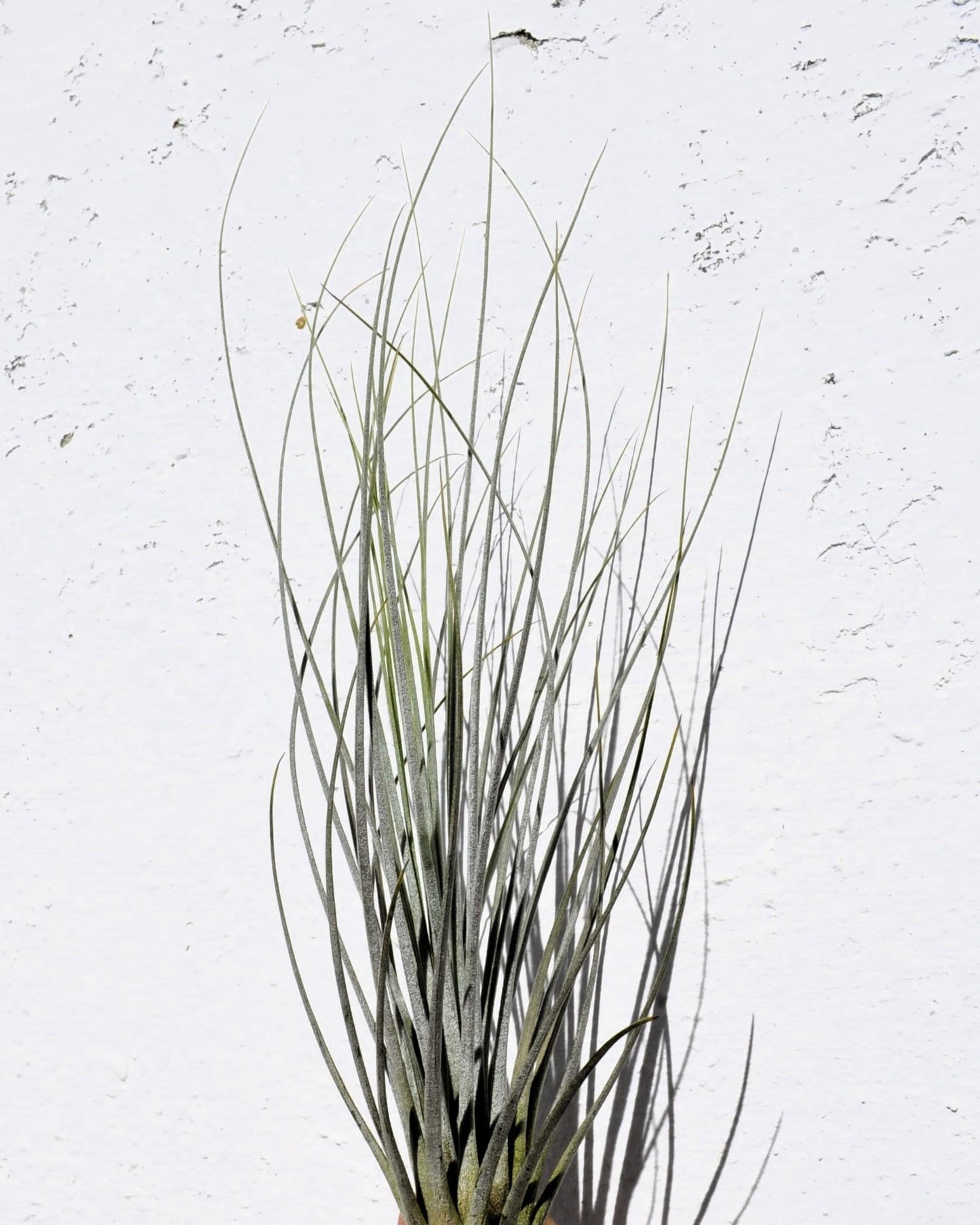 Tillandsia juncea; tilandsia junco, planta del aire plateada; Curiosarium; altura 20-35 cm, diámetro 10-25 cm_5