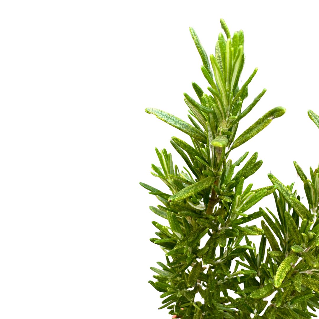 Romero Alto Planta Aromática Y Medicinal (rosmarinus Officinalis) Maceta 14cm_1