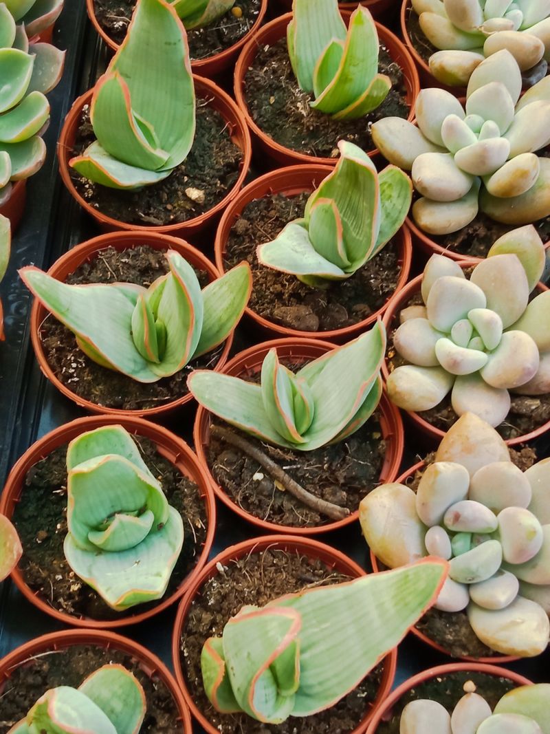 Aloe Striata Karasbergensis Planta Suculent Ø5 Cms