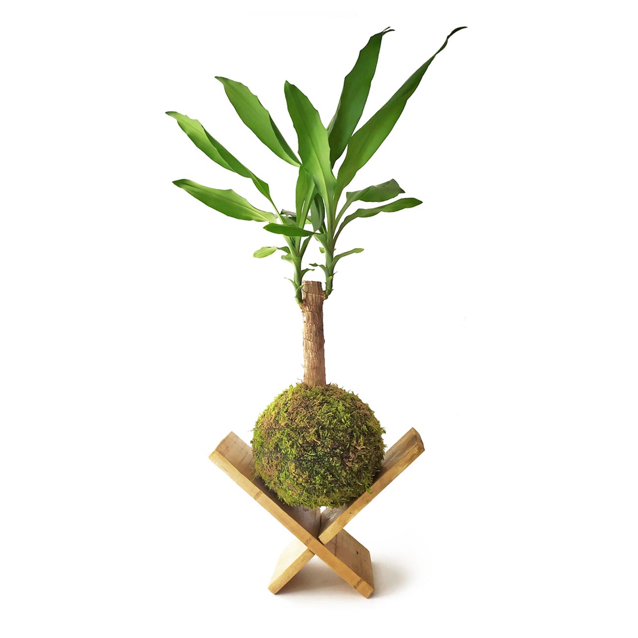 Tronco De Brasil En Kokedama_2
