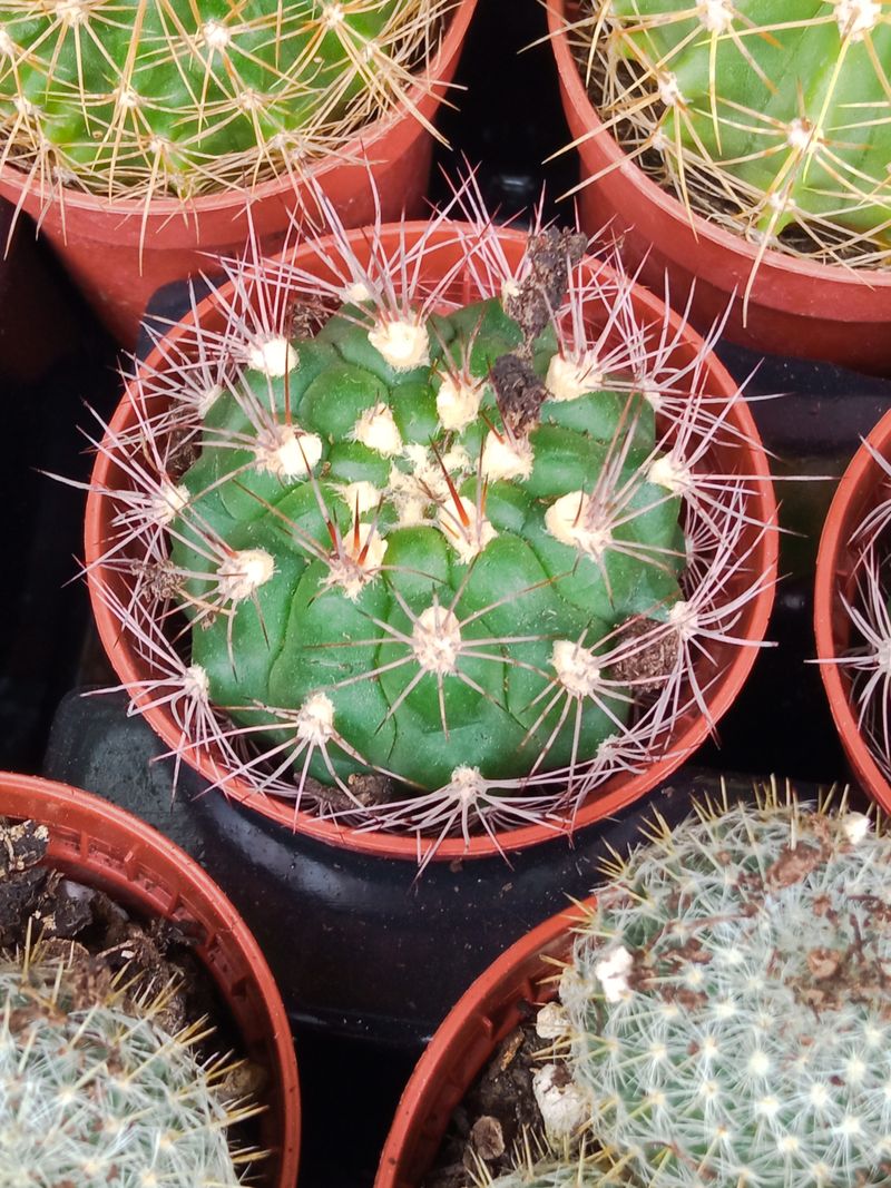 Plantas Suculentas Y Cactus A Elegir Ø5 Cm #ref42