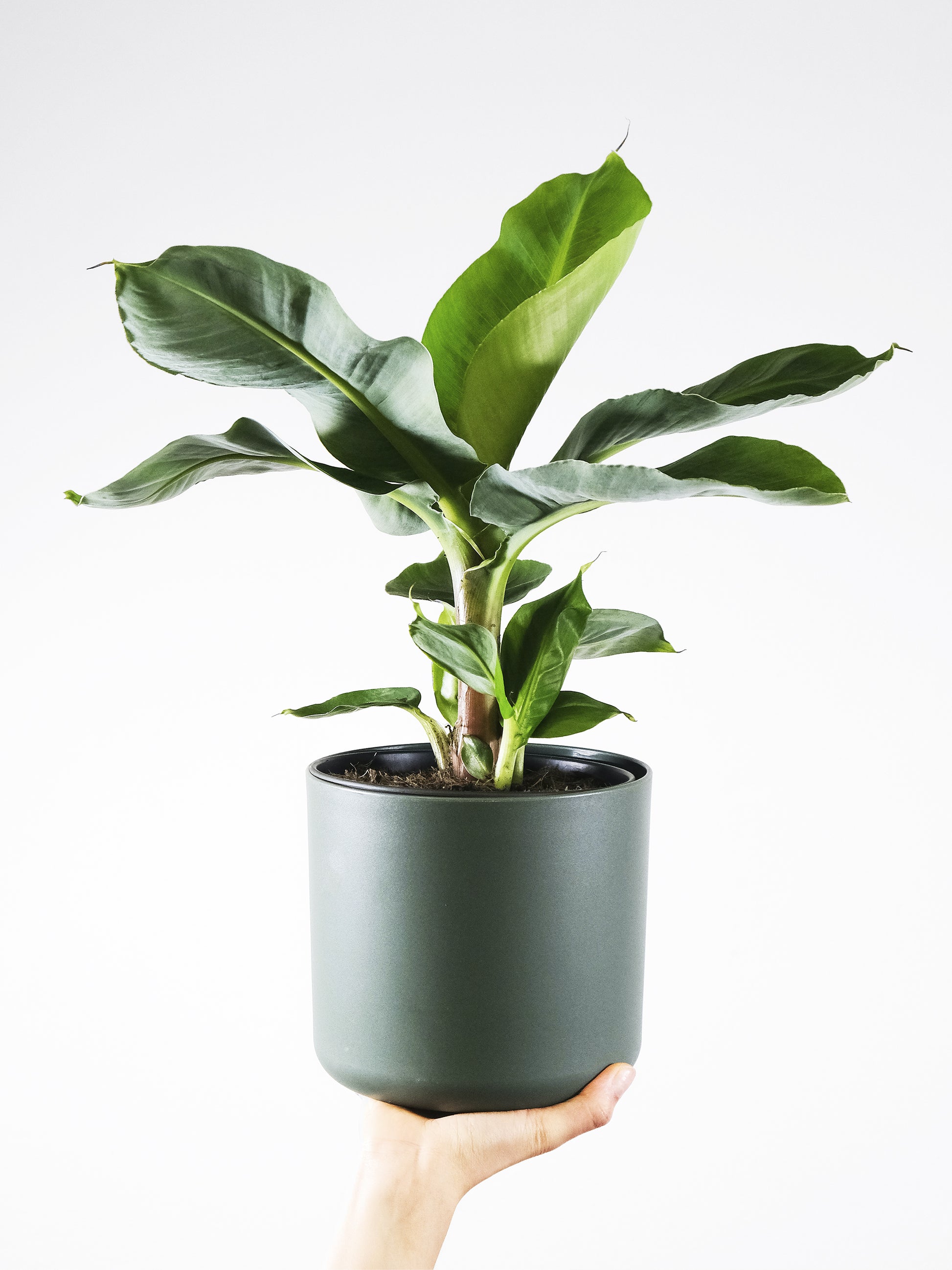 Platanera o Musa | Altura 100cm - Maceta 21cm