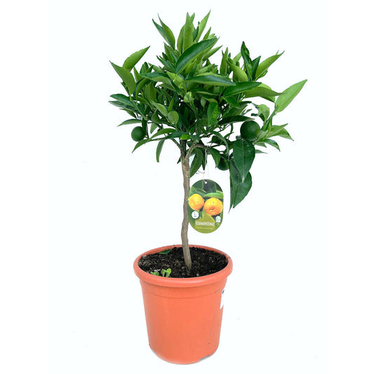 Mandarino Clementina Clemenules M21 90cm