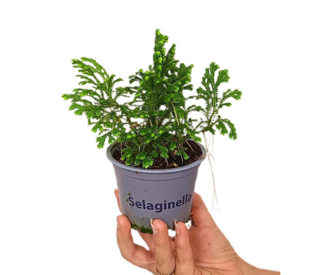 Selaginella Jori M9