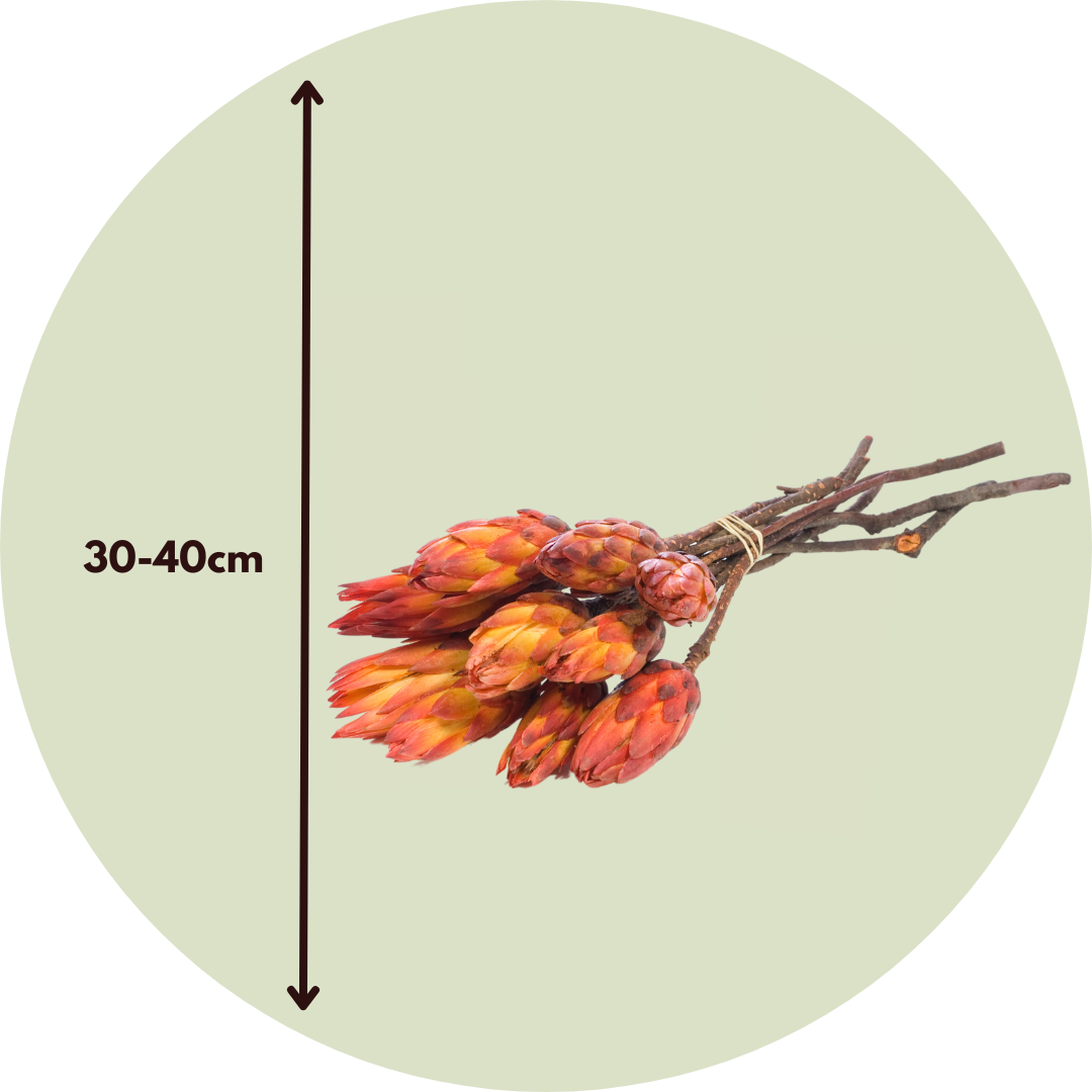 Flores Secas - 5 Pzs - Ramo 'protea Pendula Red'