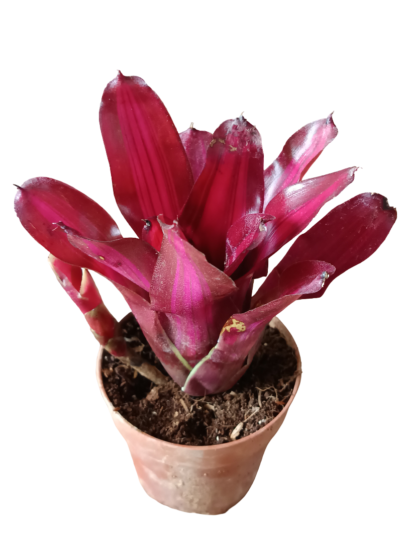 Neoregelia Iris Planta Bromelia De Interior Espectacular