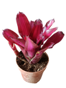 Neoregelia Iris Planta Bromelia De Interior Espectacular