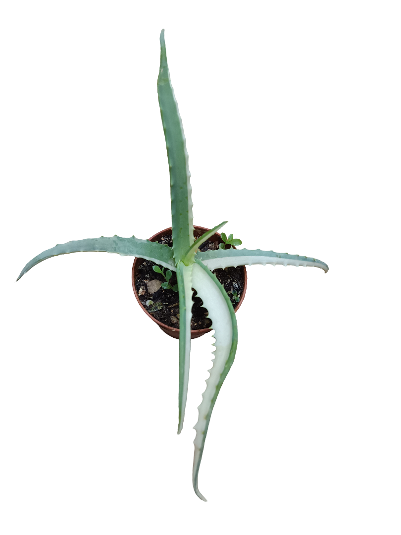 Aloe Arborescens Variegata Planta Suculenta Ø8