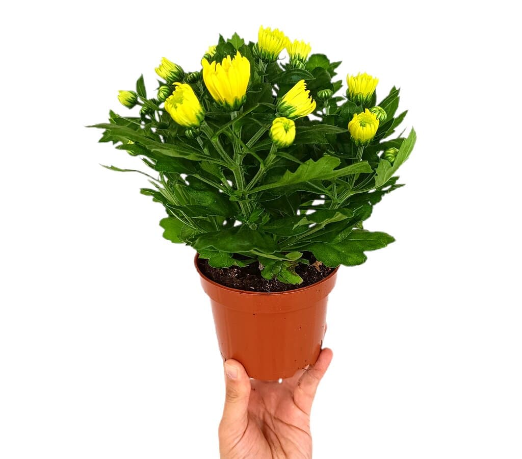 Margarita Variada M12