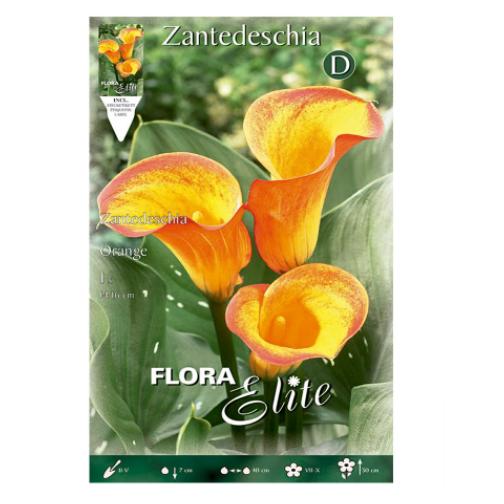 Bulbo Calla amarillo naranja 1 ud