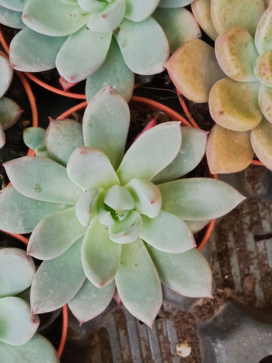 Suculentas Y Cactus Variedad #29 Planta Sin Id