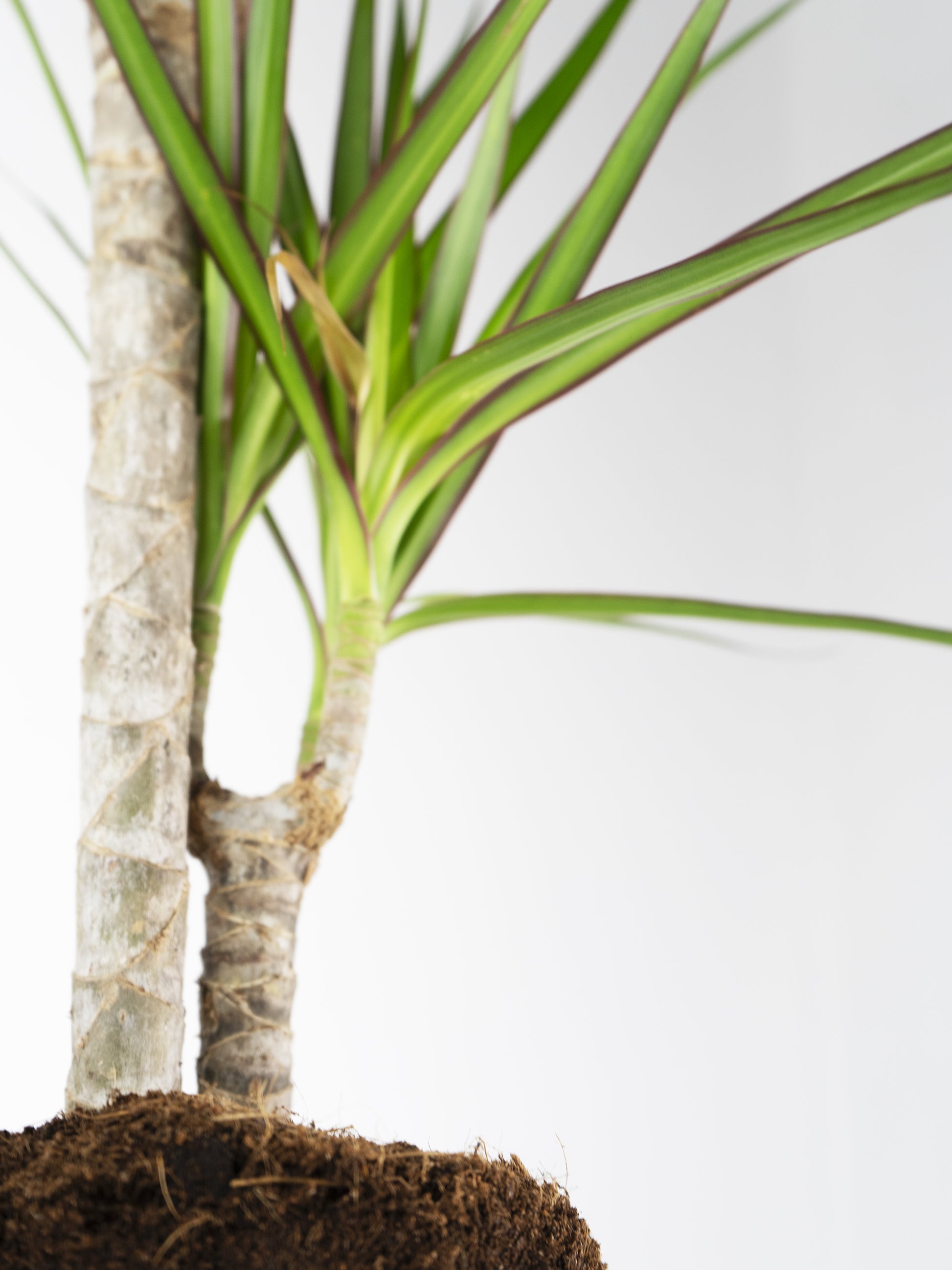 Dracaena Marginata | Altura 120cm - Diámetro 20cm