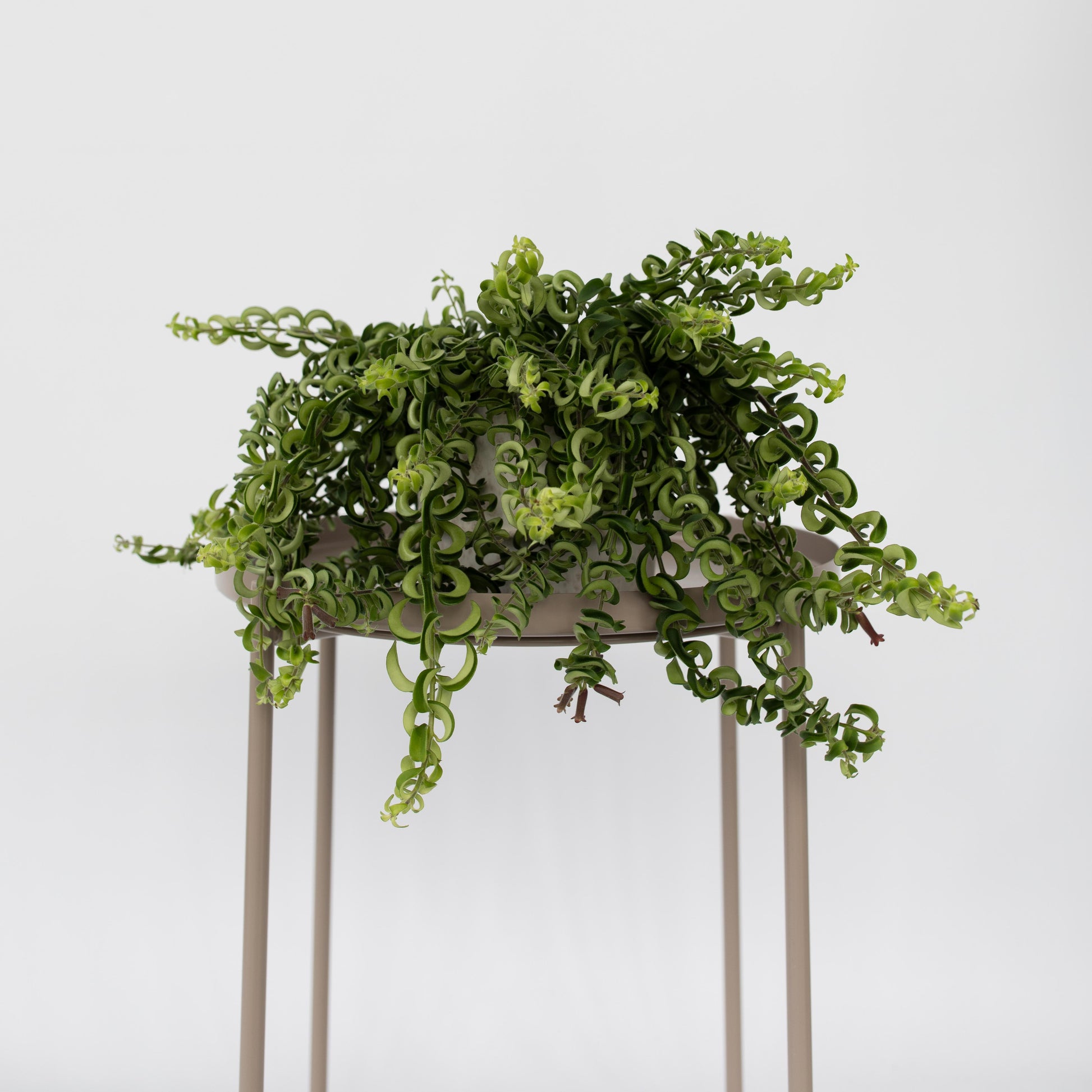 Flor De Lápiz Labial - 2 Pzs - Aeschynanthus Pulcher - Altura 20-30cm - ⌀15cm