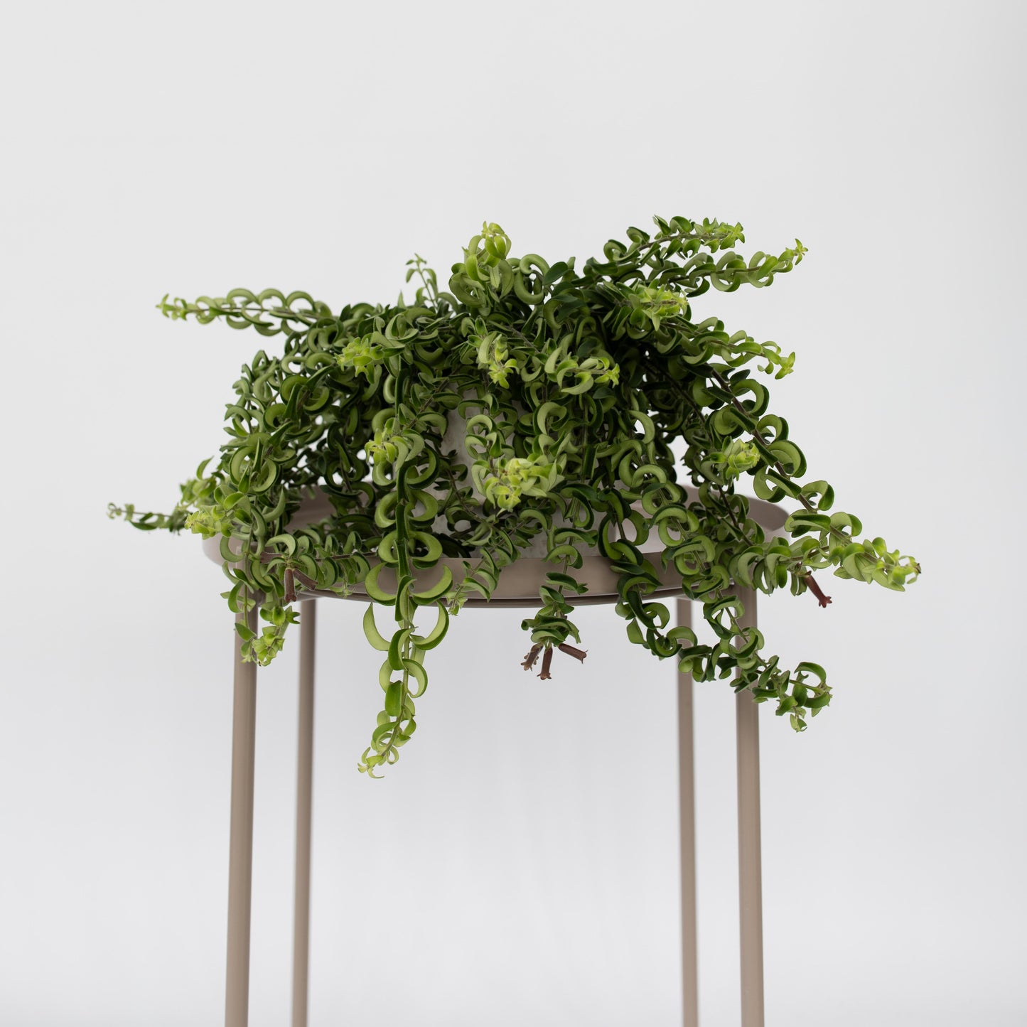 Flor De Lápiz Labial - Aeschynanthus Pulcher - Altura 20-30cm - ⌀15cm