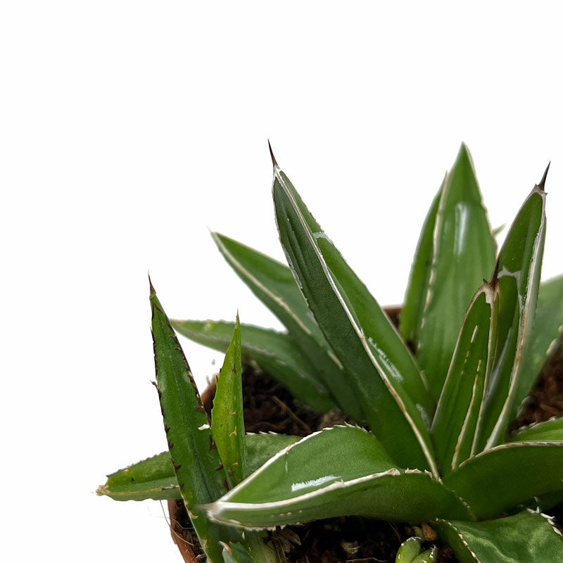 Agave Victoriae Reginae Cactus Y Suculentas M8,5 cm Ø_2
