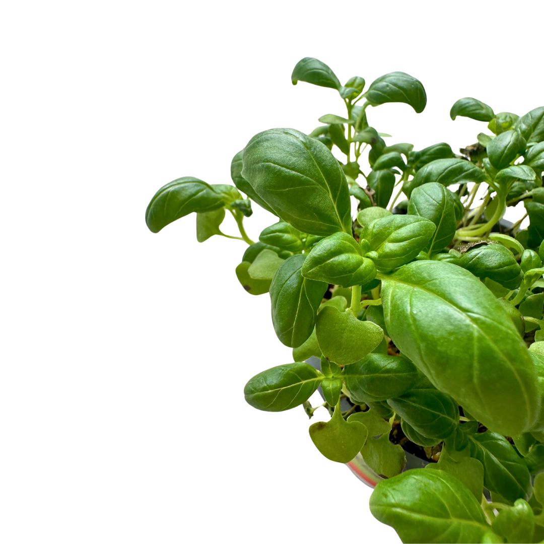 Albahaca Planta Aromática Y Medicinal (ocimum Basilicum)