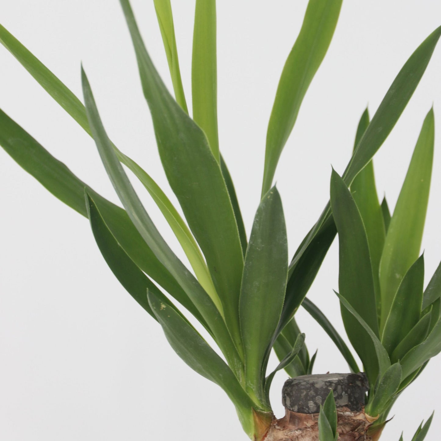 Mezcla De Mini Palmeras - 3 Pzs - Mini Indoor Palm Mix - Altura 25-40cm - ⌀12cm