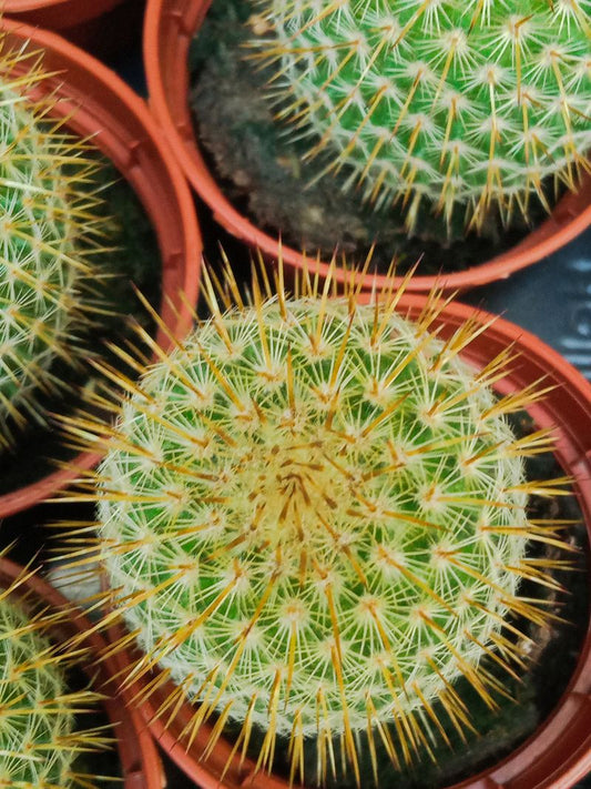 Cactus Mammillaria Eriacantha Planta Ø5