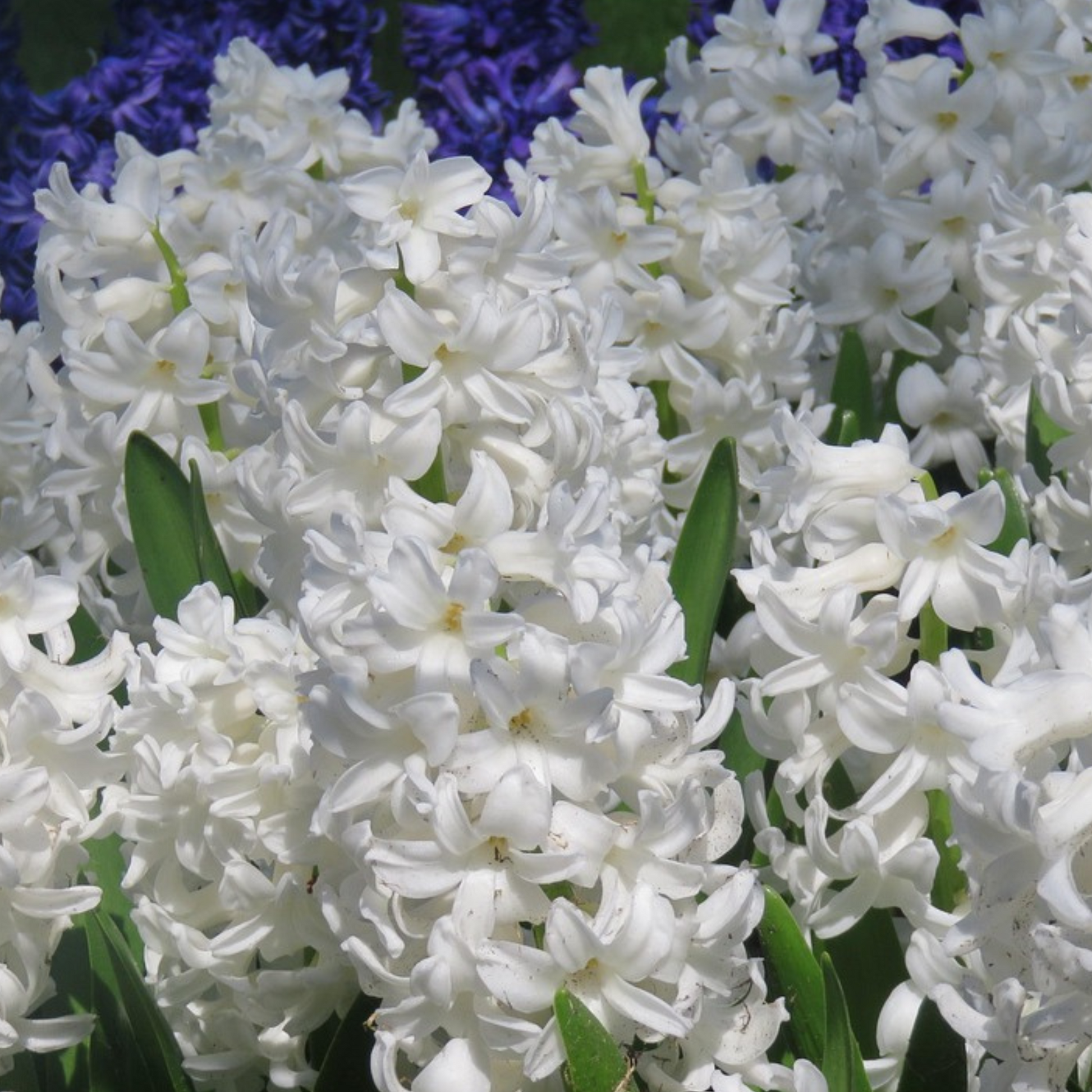 Jacinto - 20 Pzs - Hyacinthus 'carnegie' - Bulbos De Flores - Blanco