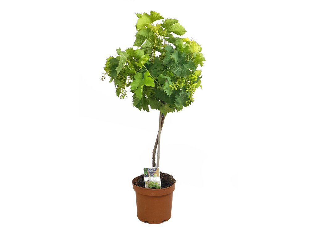 Uva Vitis Vinifera M19 60cm (parra)_0