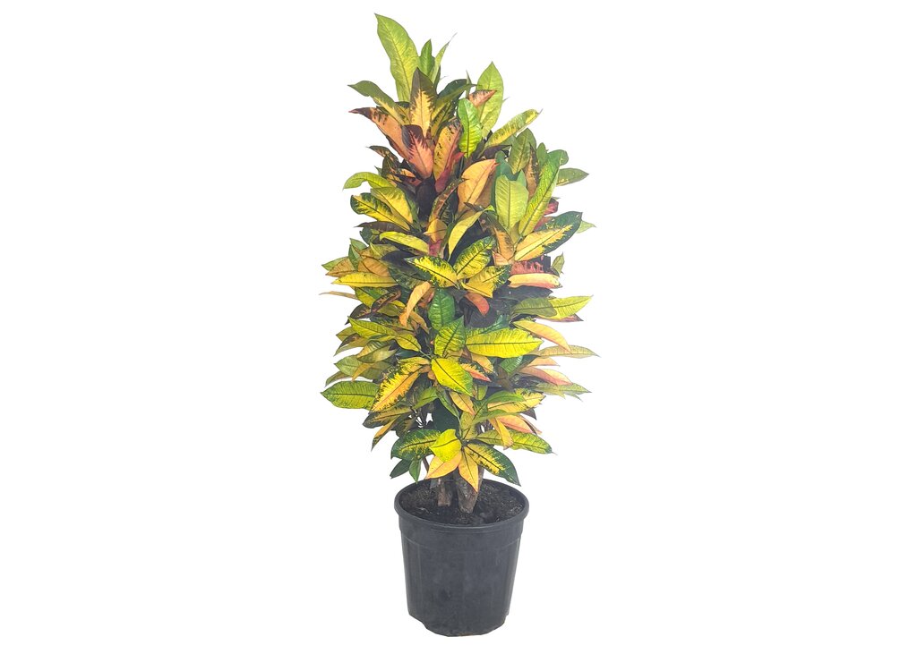 Croton Iceton M30 100-120cm