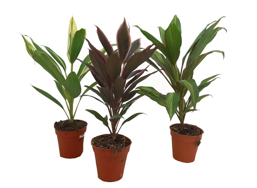 Cordyline Fruticosa M13 40cm_0