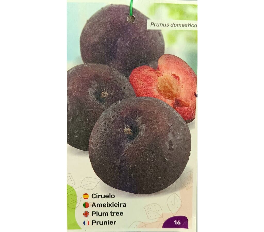 Ciruelo Argeleno M25