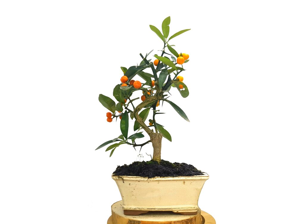 Bonsái Citrus Kinzu 10 Años (naranjo Enano)_2