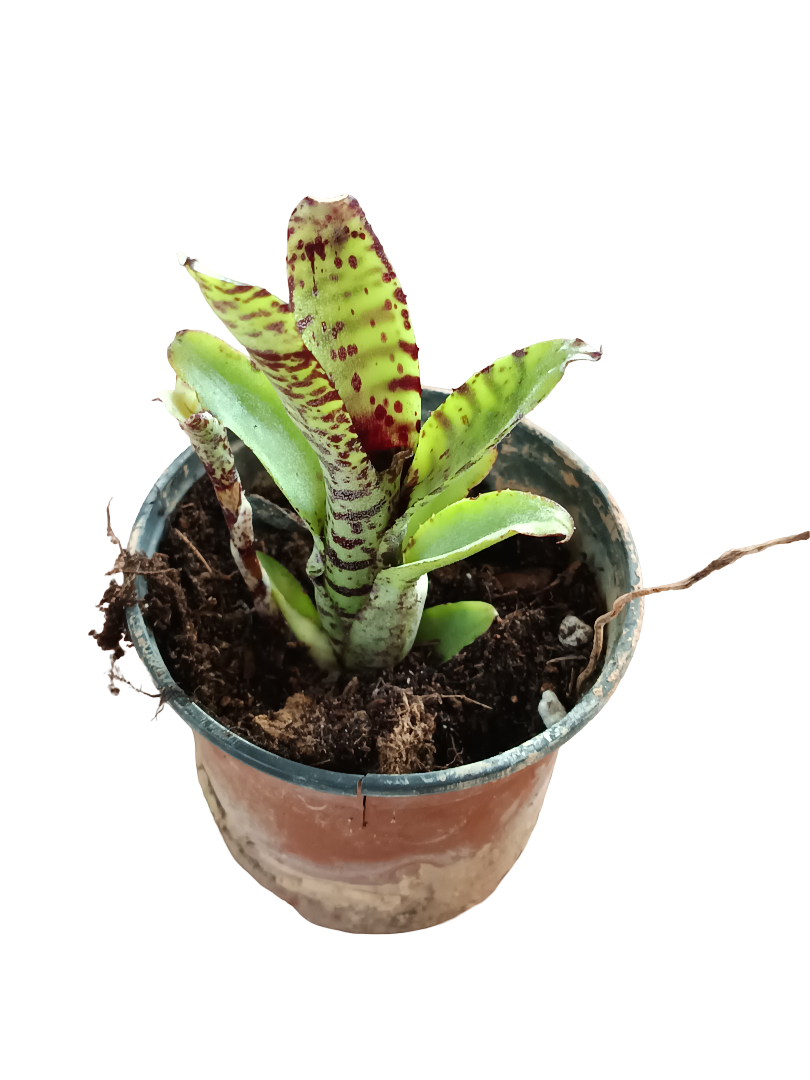 Neoregelia Lilliputeana Planta Bromelia Para Terrarios E Inteior
