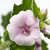 Crema de Pañal Malva Blanca piel atópica Weleda, 50ml