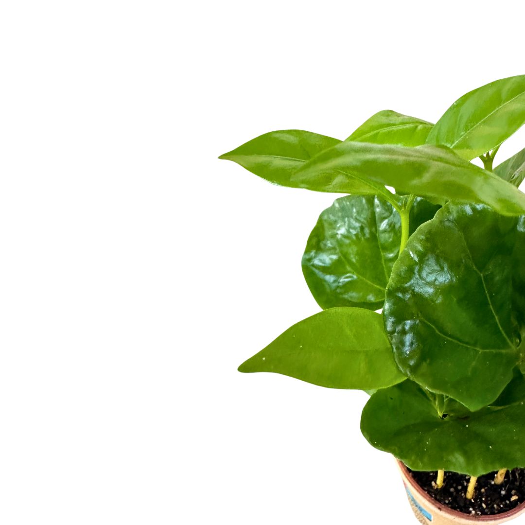 Mini Planta De Café Arábica En Vaso De Café_1