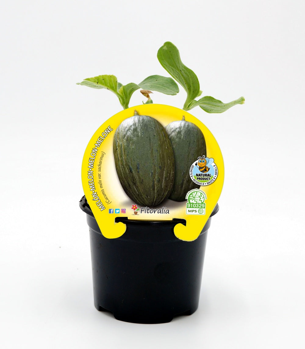 Plantón melón piel de sapo en maceta 10,5 cm. natural - Fitoralia_0