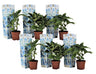 Hortensia - 6 Pzs - Hydrangea Macrophylla 'bavaria' - Altura 25-40cm - ⌀9cm